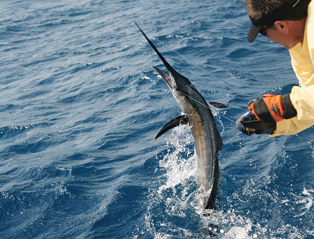 Saltwater Lure Fishing Tips for Sailfish and Marlin