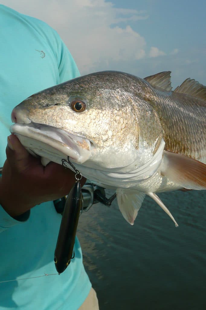 Topwaters cast a long way and draw savage strikes from hungry reds.