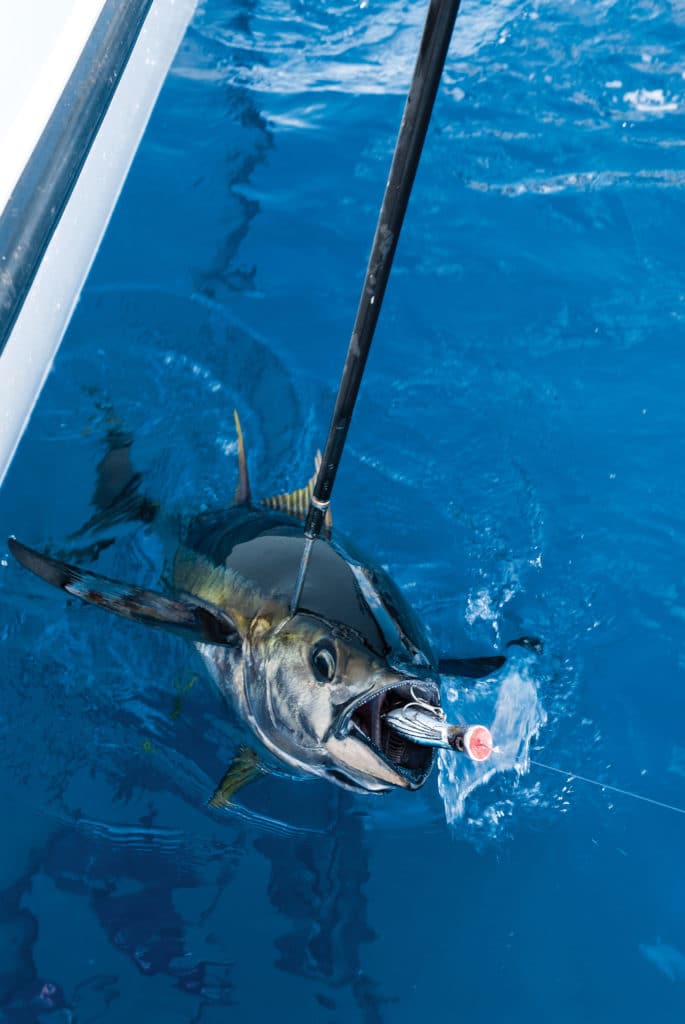 blackfin tuna fishing with topwater lures