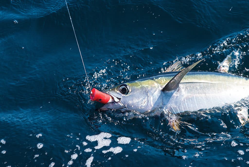 tuna fishing with topwater lures