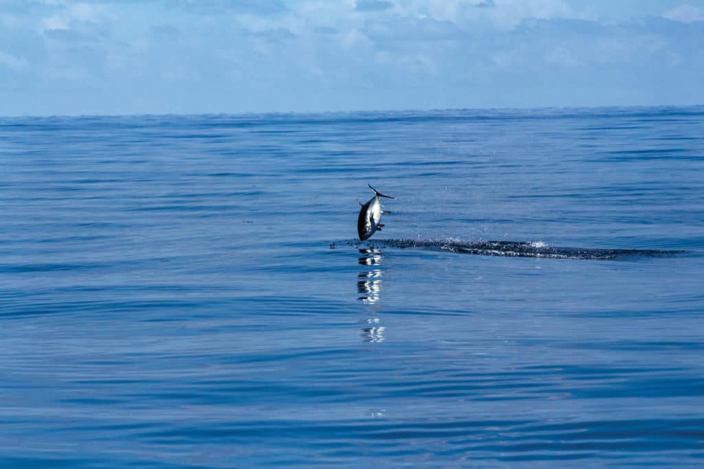 fishing for tuna in New England