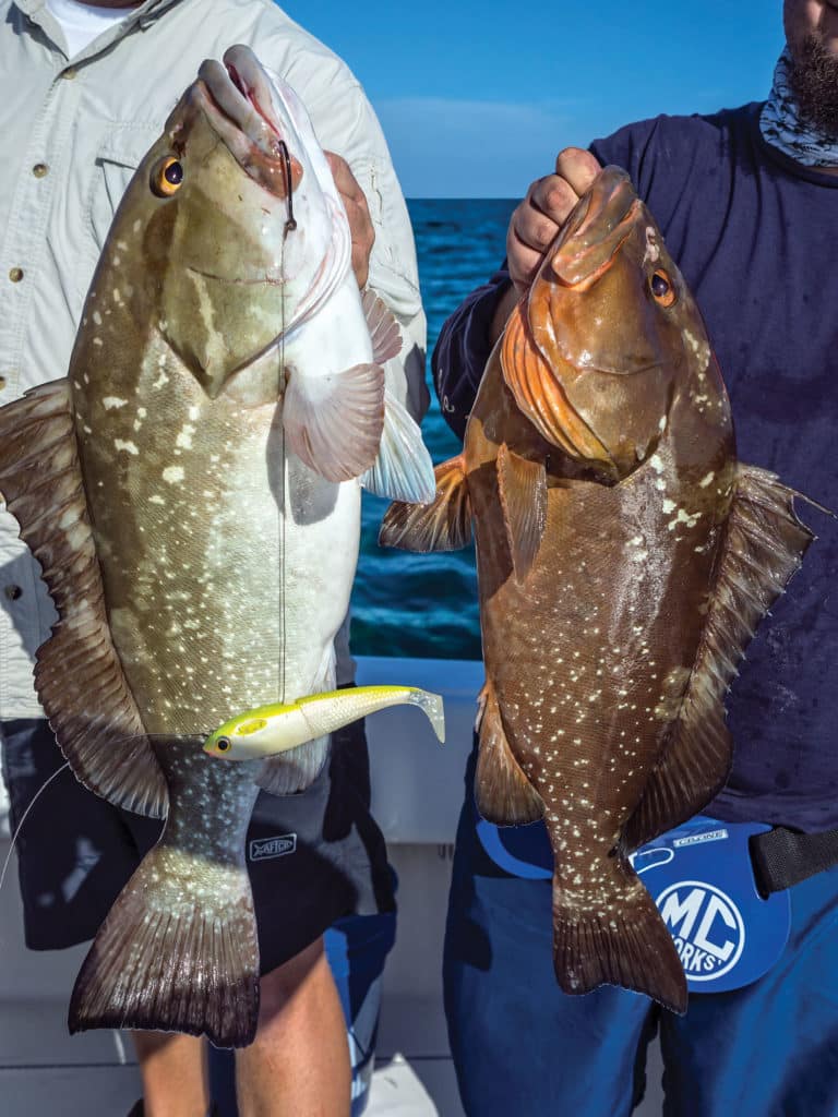 Red grouper often differ greatly in coloration, even in the same area.