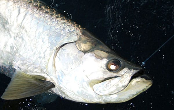 trini tarpon