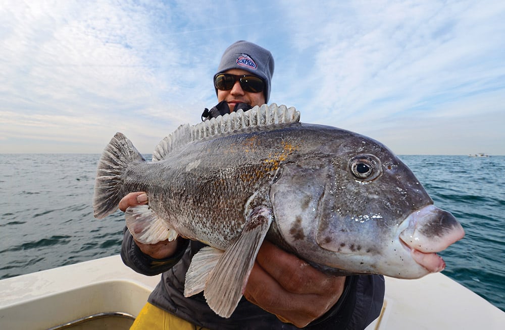 tautog