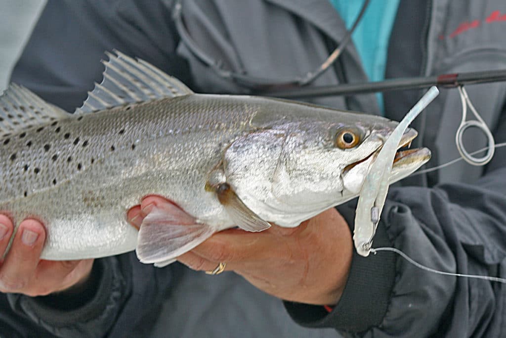 trophy trout