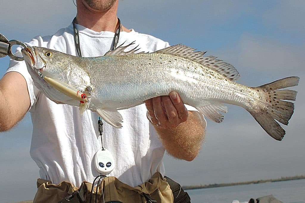 trophy trout