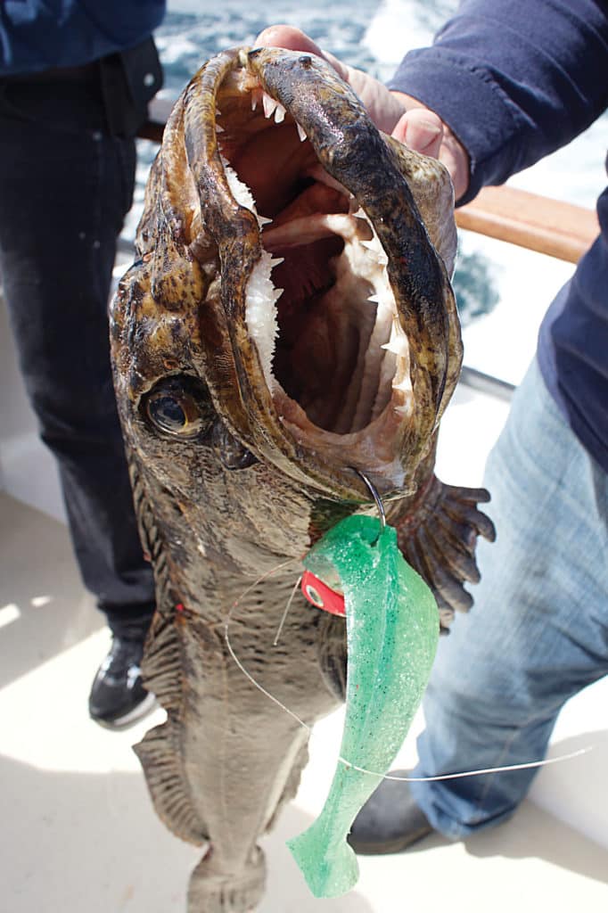 California lingcod fishing