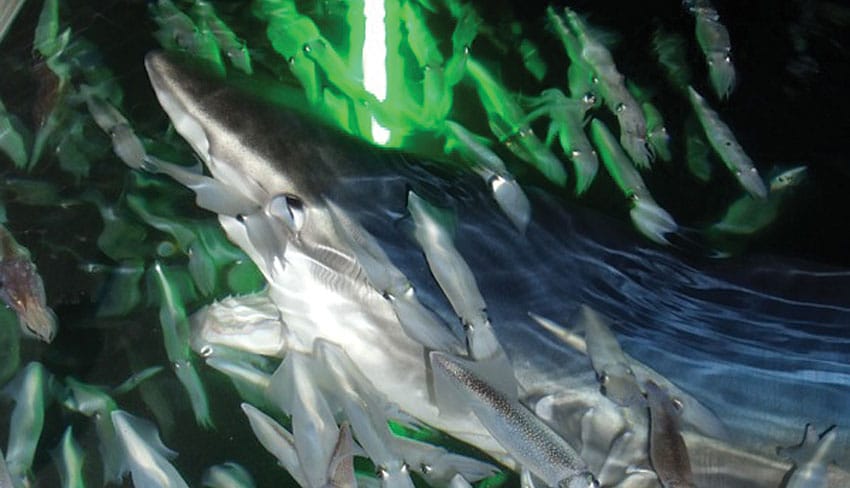 underwater lights shark.jpg
