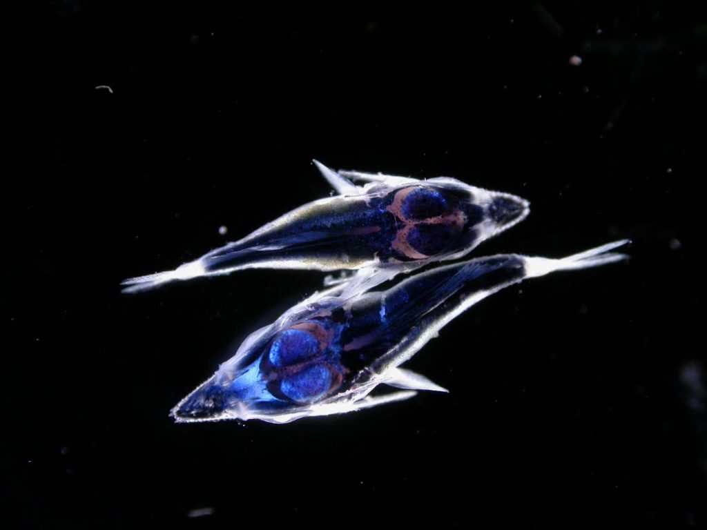 Blue Marlin Baby Larvae Fish Photo