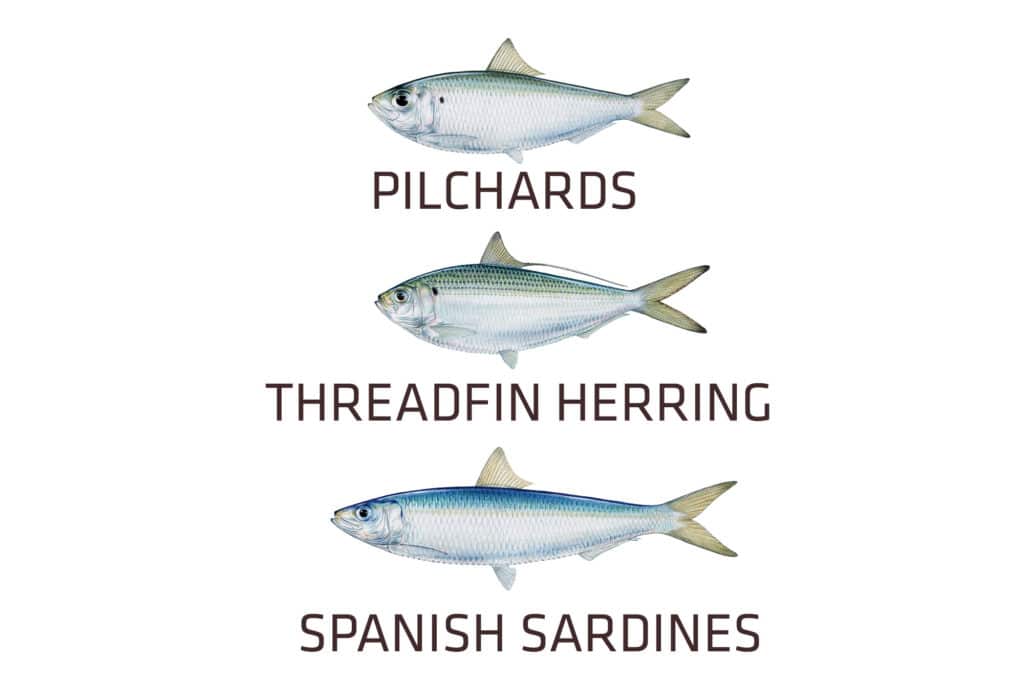bait for sailfish