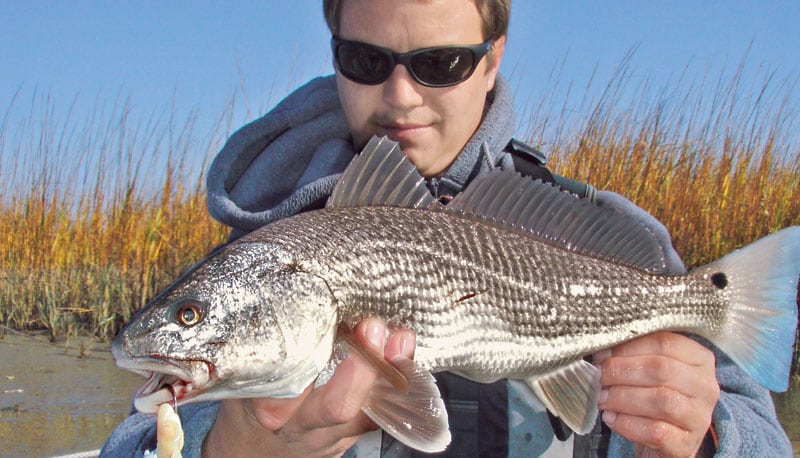 Virginia redfish