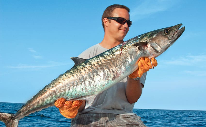 king mackerel main
