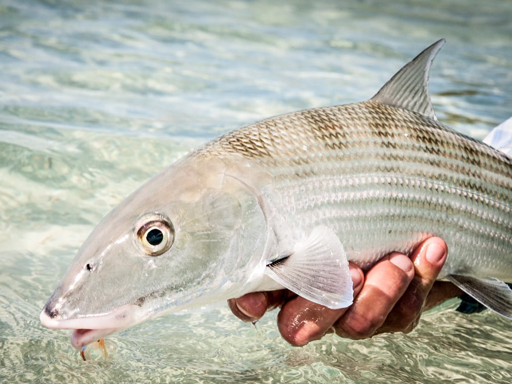 Wading for Bonefish