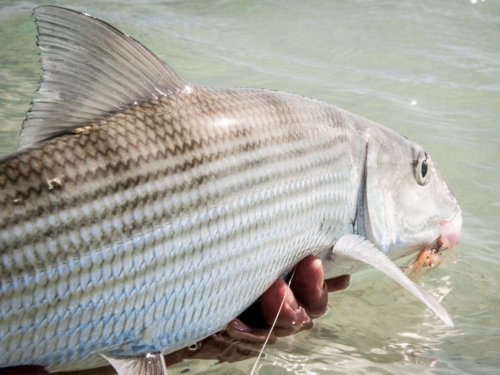 Wading for Bonefish