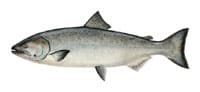 wb_kingsalmon_200x92.jpg