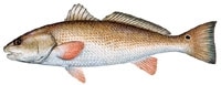 wb_reddrum_200x77.jpg