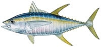 wb_yellowfintuna_200x94.jpg