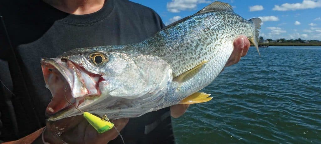 New Jersey Weakfish Fishing Guide and Tips