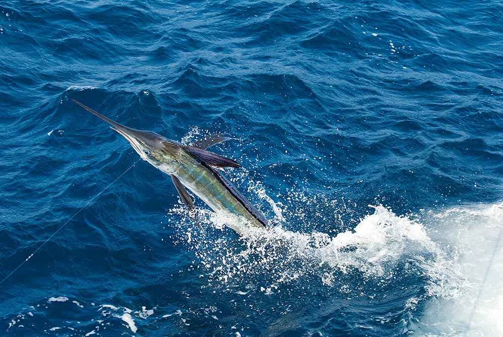 Mid-Atlantic White Marlin