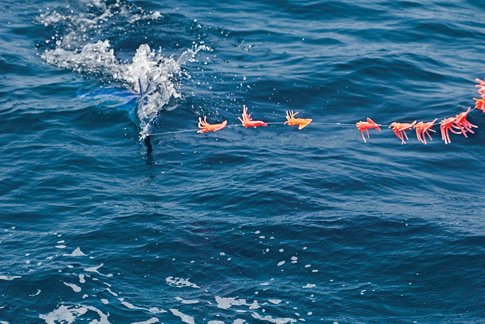 Mid-Atlantic White Marlin