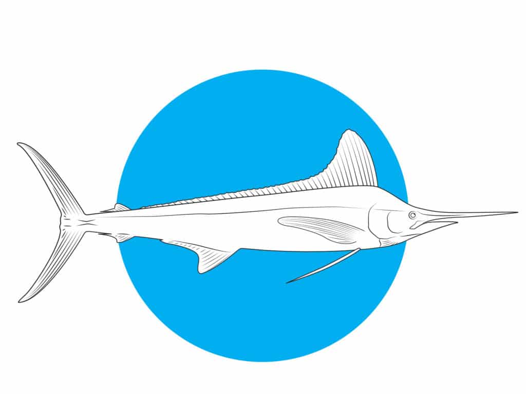 White marlin