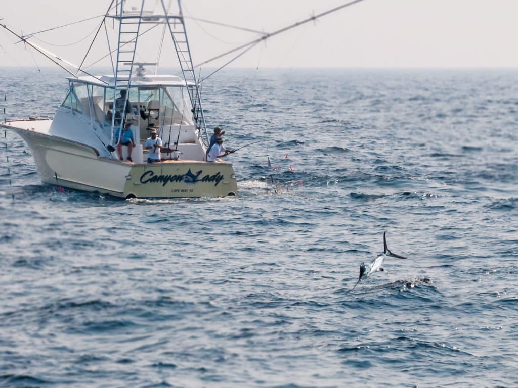 Circle hooks and rigging types used in a study of white marlin