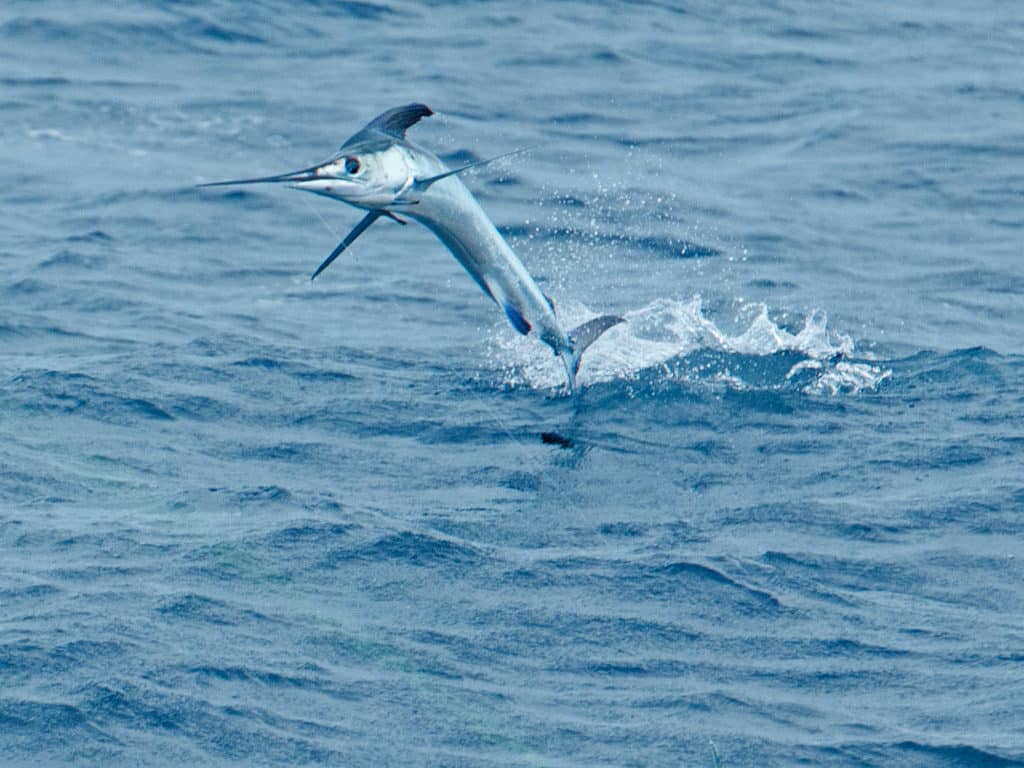 The white marlin run off the Outer Banks offers anglers six or more shots a day when conditions are right.