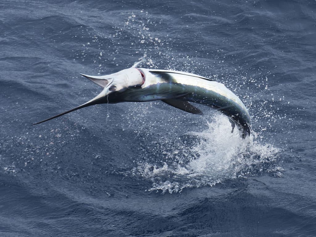 North Carolina and Maryland offer tremendous white marlin action during the summer months.