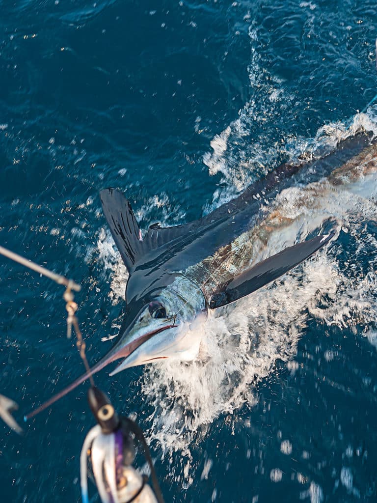 white marlin fishing