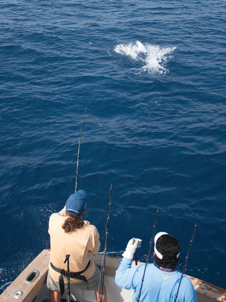 white marlin fishing