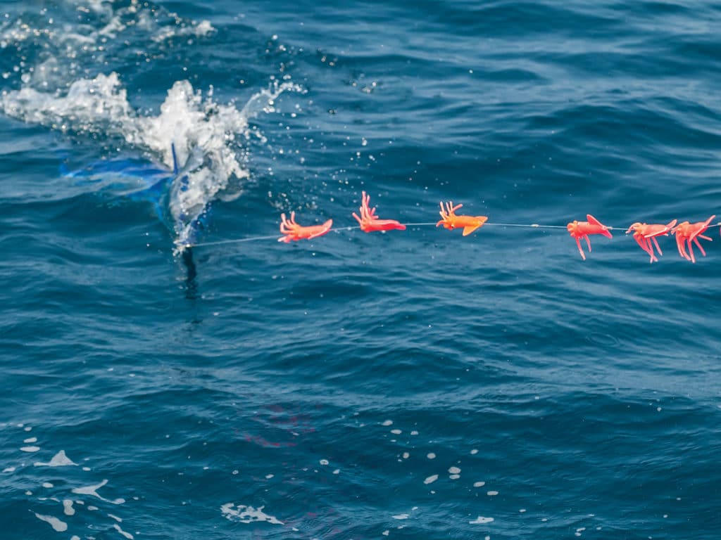 white marlin fishing