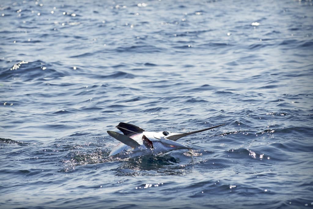 white marlin fishing