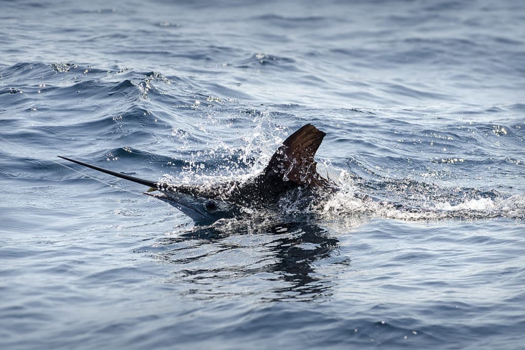 white marlin fishing