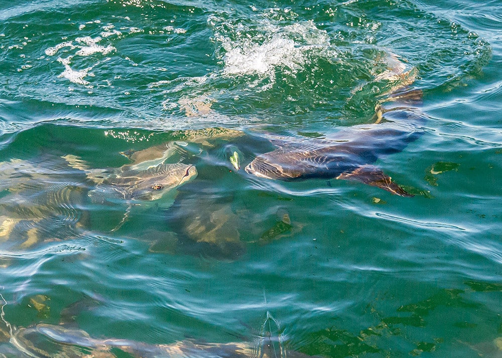 Battling a cobia on fly tackle