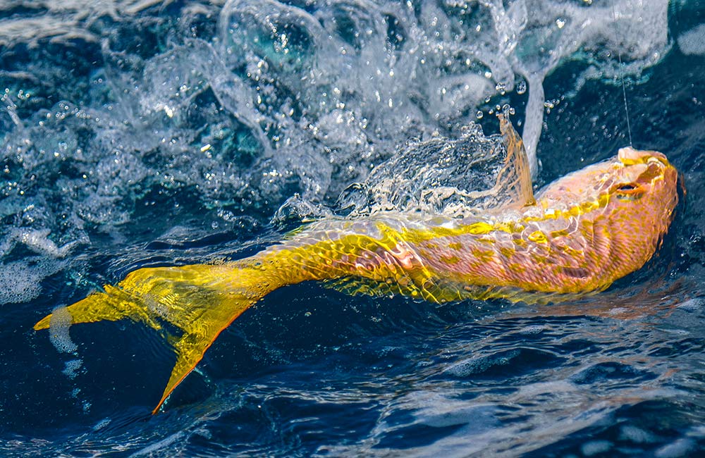 How to Catch Yellowtail Snapper