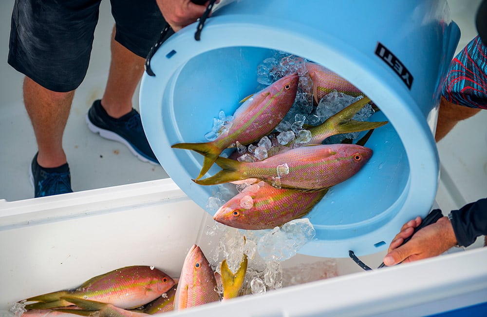 How To Catch YELLOWTAIL SNAPPER the easiest way RIG JIG & BAIT 