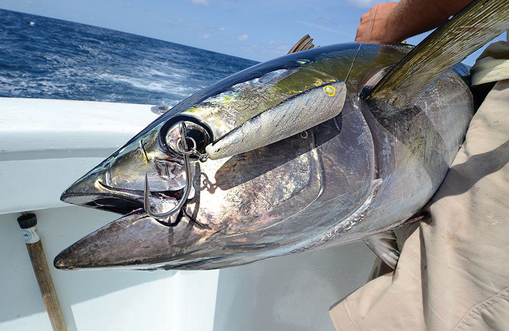yellowfin tuna chuggers