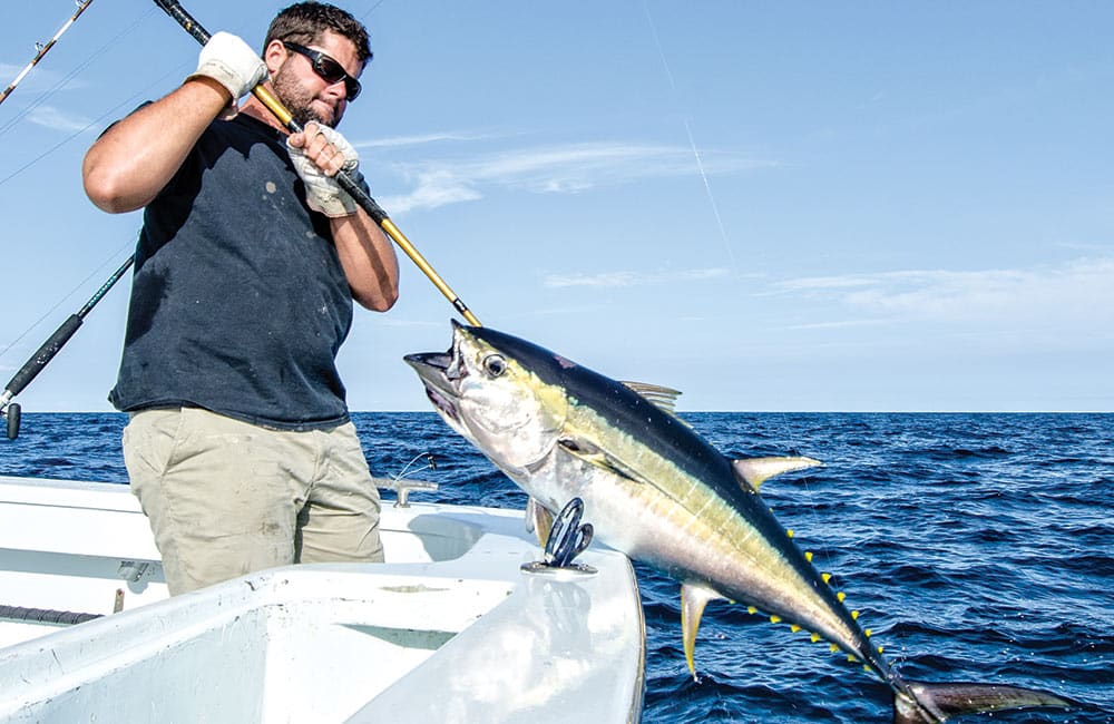 gaffing yellowfin tuna