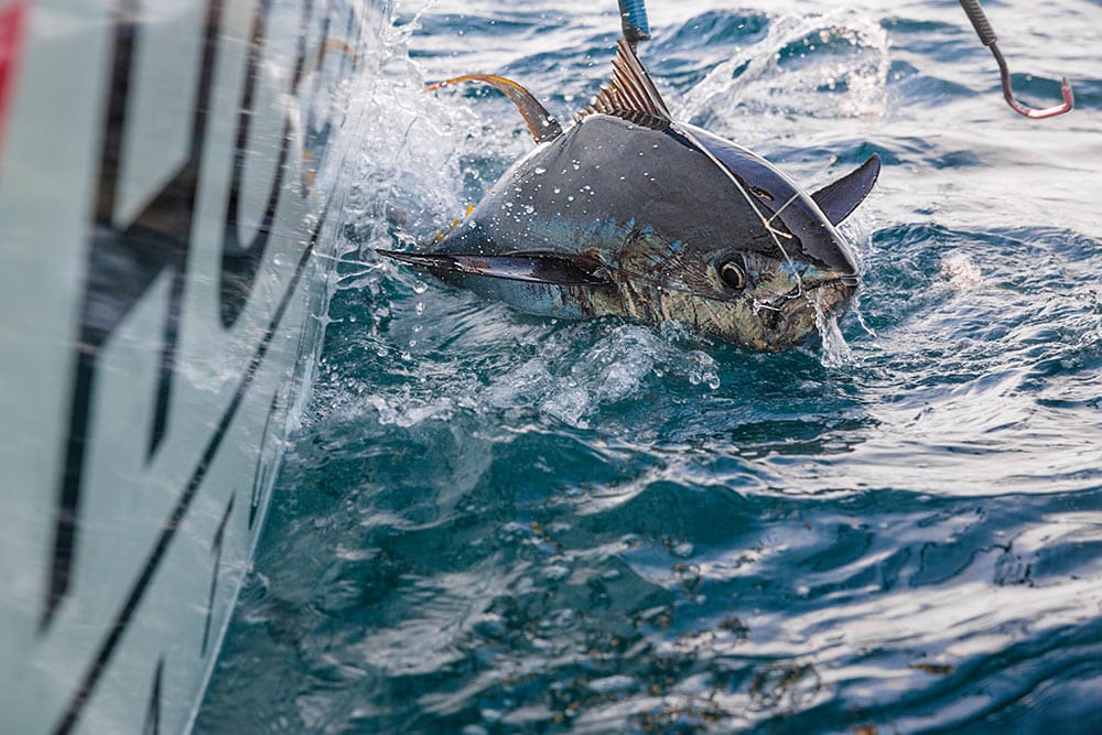 California Yellowfin Tuna