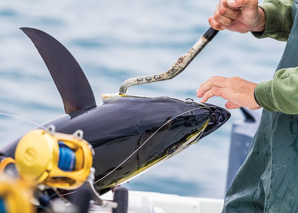 California Yellowfin Tuna