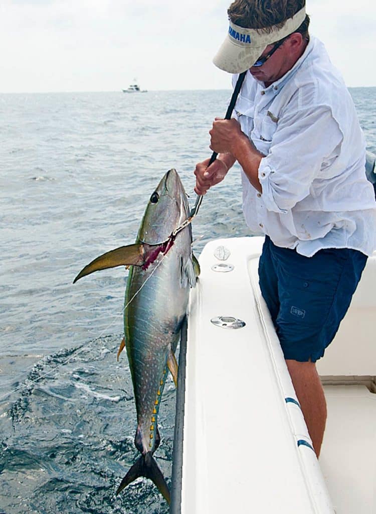 Yellowfin tuna caught in Venice, Louisiana