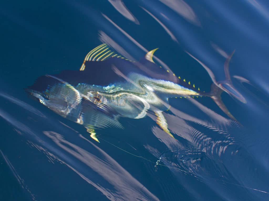Schools of yellowfin tuna often compete for food with wahoo gathered over Bermudas' famous Challenger and Argus banks.