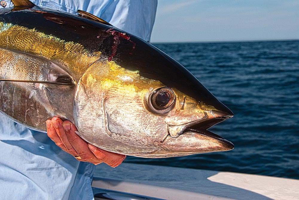 Topwater Yellowfin Tuna Fishing Tactics in the Mid-Atlantic