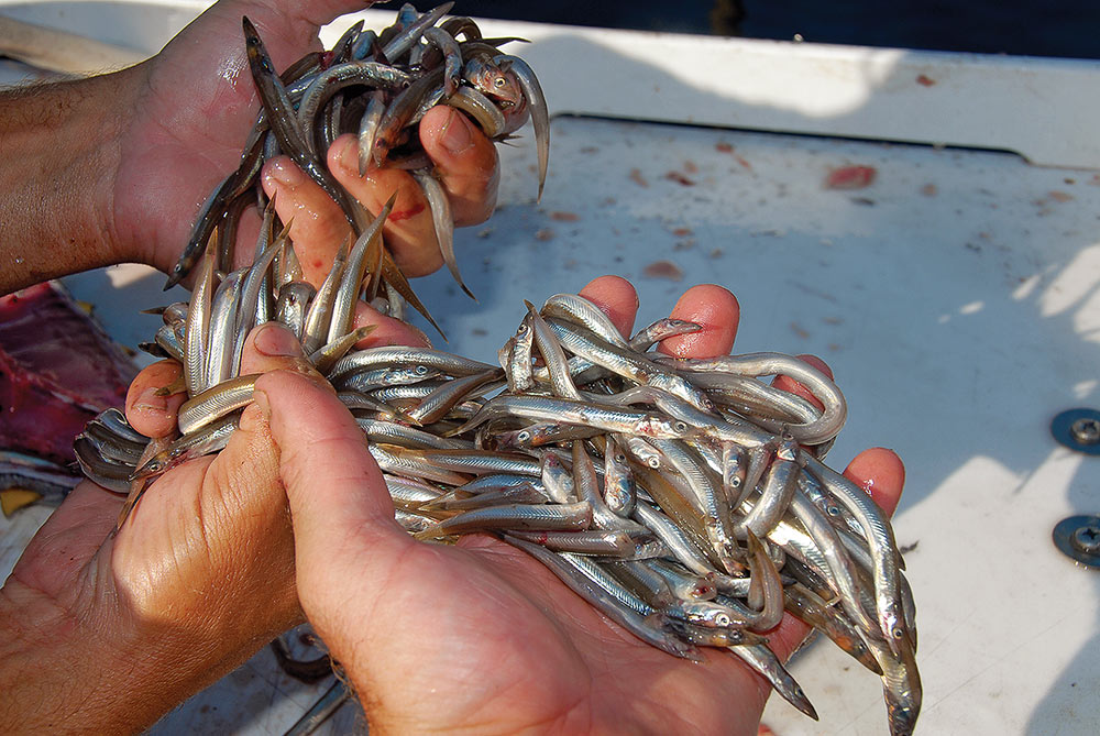 sand eels as yellowfin tuna bait