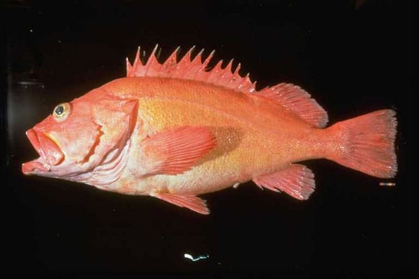 Yelloweye Rockfish