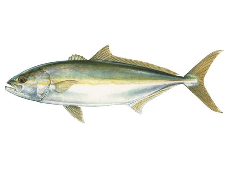 California yellowtail