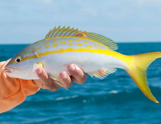 yellowtail snapper