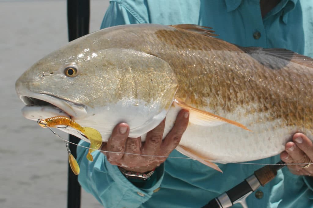 Spinnerbaits are great lures for searching.