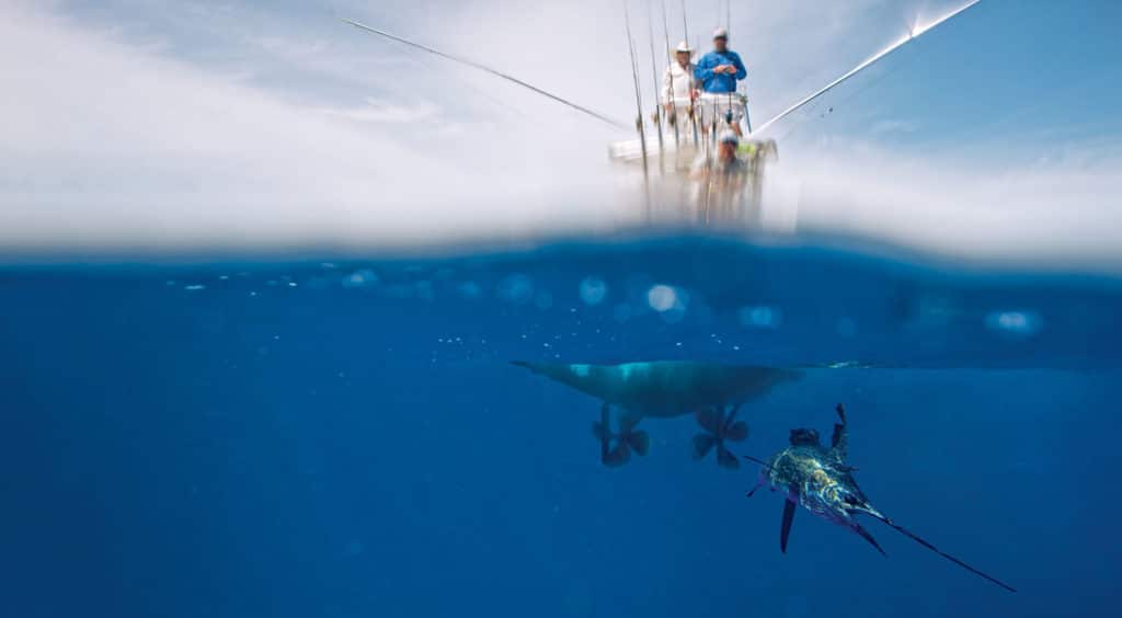 Sailfish under a boat