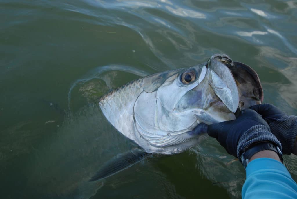 Tarpon Fishing in Florida